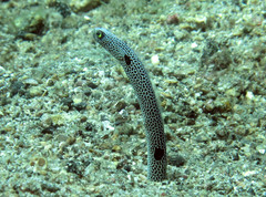 Heteroconger hassi