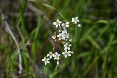 Micranthes californica