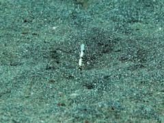 Heteroconger polyzona