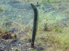 Heteroconger taylori