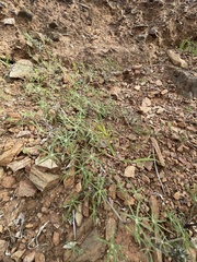 Lupinus sparsiflorus