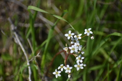 Micranthes californica