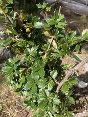 Berberis ilicifolia