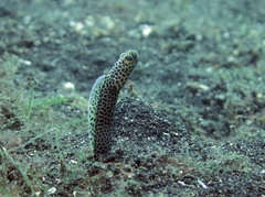 Heteroconger taylori