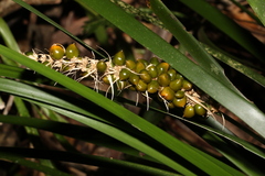 Lomandra spicata