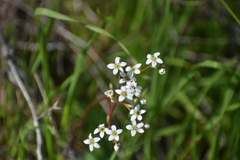 Micranthes californica