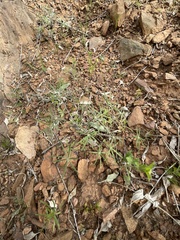 Lupinus sparsiflorus