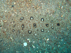 Heteromycteris hartzfeldii