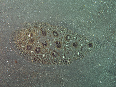 Heteromycteris hartzfeldii