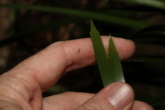 Lomandra spicata