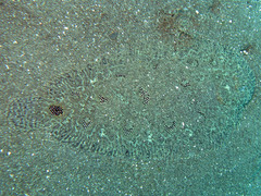 Heteromycteris hartzfeldii