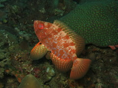 Heteropriacanthus carolinus