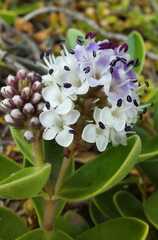 Veronica chathamica
