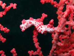 Hippocampus bargibanti