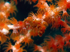 Hippocampus bargibanti