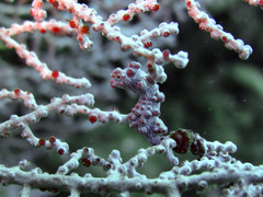 Hippocampus bargibanti