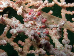 Hippocampus bargibanti