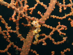 Hippocampus bargibanti