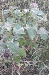 Urolepis hecatantha