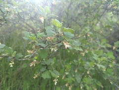 Ribes indecorum