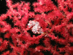 Hippocampus bargibanti