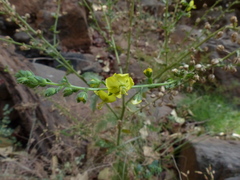Verbascum coromandelianum