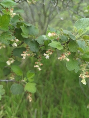 Ribes indecorum