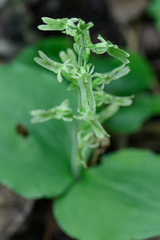 Neottia auriculata