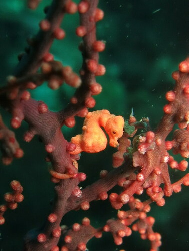 Denise's pygmy seahorse