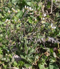 Tomostima platycarpa