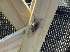 Amphipsalta cingulata