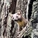 Humboldt Marten - Photo (c) hiouchiman, some rights reserved (CC BY-NC)