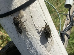 Amphipsalta cingulata