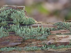 Cladonia coniocraea