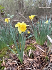 Narcissus assoanus