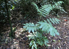 Cupaniopsis newmanii