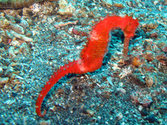 Hippocampus histrix