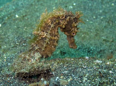 Hippocampus kuda