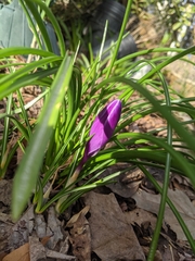 Crocus