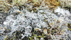 Stereocaulon saxatile