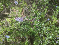 Ceanothus leucodermis