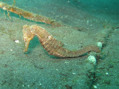 Hippocampus kuda