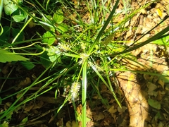 Cyperus cyperoides