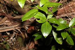 Pseudoweinmannia lachnocarpa