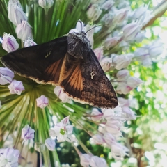 Rachiplusia virgula