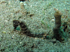 Hippocampus kuda