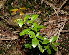 Pseudoweinmannia lachnocarpa