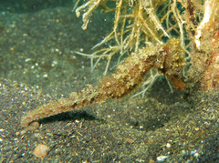 Hippocampus kuda