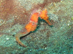 Hippocampus kuda