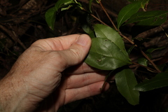 Pseudoweinmannia lachnocarpa